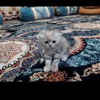 واگذاری گربه. پرشین. اسکاتیش