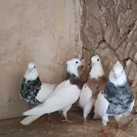 کبوتر