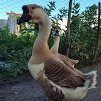 تخم نطفه دار قوغاز اصیل دونافه