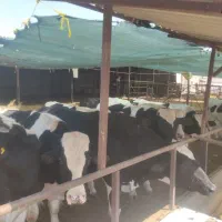 گوساله نر