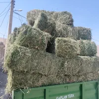 یونجه سبز تمیز بدون گیاه
