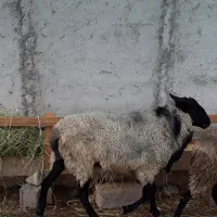 نر رومانوف تخمی