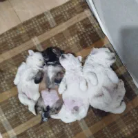 دوتا پت خوشگل و ناز دوماهه