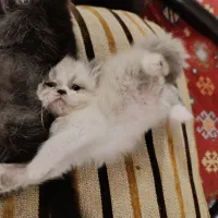گربه