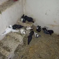 کبوتر 170|پرنده|رضویه, |دیوار