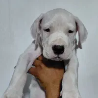 توله دوگو نر