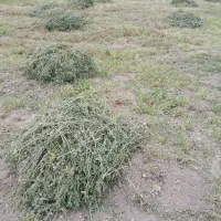۲تن یونجه