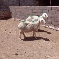 میش داشتی