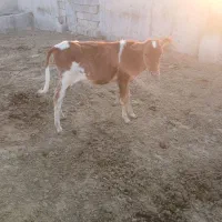 گاو گوساله ماده