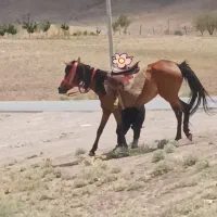 اسب دره شوری