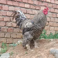 خروس برهما