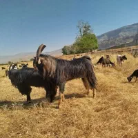 بز کهره دار آبستن پازن چبش