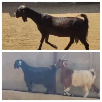 ۸ عدد بز پاکستانی و بز ترکی و بز کهره دار