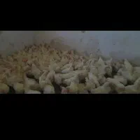 مرغ تخم گذار و تخم مرغ