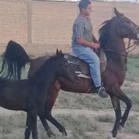 فروش مادیان و کره