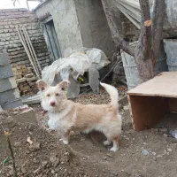 سگ پاکوتا