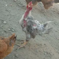 فروش خروس