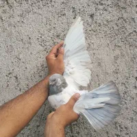 کبوتر پرشی دهنجور واقعی ۸ ساعته