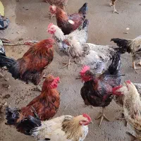 خروس