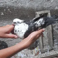 کبوتر پرشی