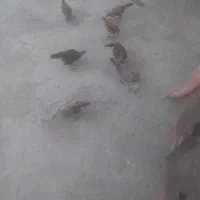 جوجه محلی