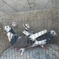 ۲۰عدد کبوتر پرشی یکجا
