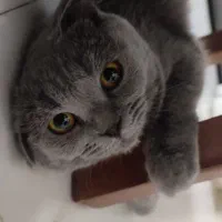 گربه اسکاتیش بلو صورت خرسی دبل فولد ماده