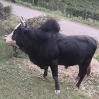 گاو نر