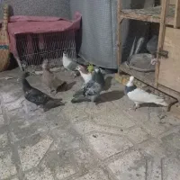 کبوتر