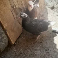 یک جفت جوجه ردیف