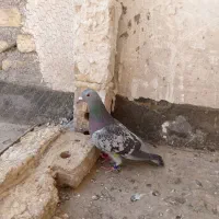 کفتر