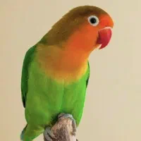 طوطی برزیلیم گم شده