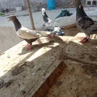 کبوتر مسافتی معامله هم میکنم