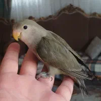 طوطی برزیلی دستی حدود چهار ماهه