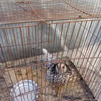 مرغ مینیاتور