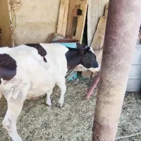 فروش گوساله نر هلشتایین