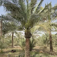 درختان واشنگتن پالم ویلا باغ زمین