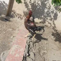 مرغ وخروس لاری