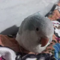 جوجه طوطی راهب بلو اسکای