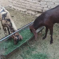 گوسفند تخمی