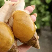 حلزون مولد جید فولیکا و آلبینو