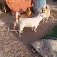 پا کوتاه نر ماده