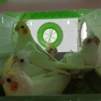 عروس هلندی با جوجه آلبینو