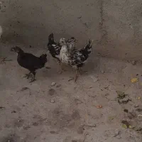 جوجه گلین