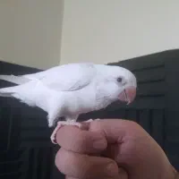 راهب آلبینو رام و سخنگو ۵ ماهه