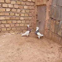 کفتر|پرنده|عطاملک, |دیوار