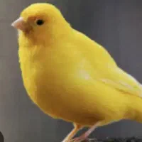 قناری