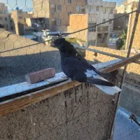 کبوتر پرشی عتیقه