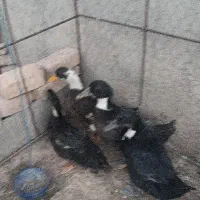 اردک