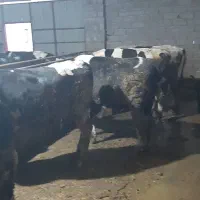 کارگر جهت کار در گاوداری شیری